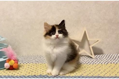 成約済の大阪府のスコティッシュフォールド-12861の2枚目