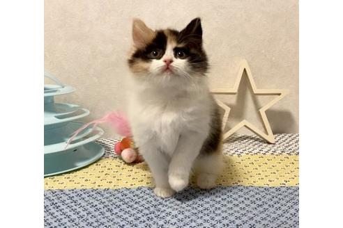 成約済の大阪府のスコティッシュフォールド-12861の1枚目