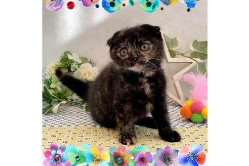 成約済の大阪府のスコティッシュフォールド-12862の1枚目