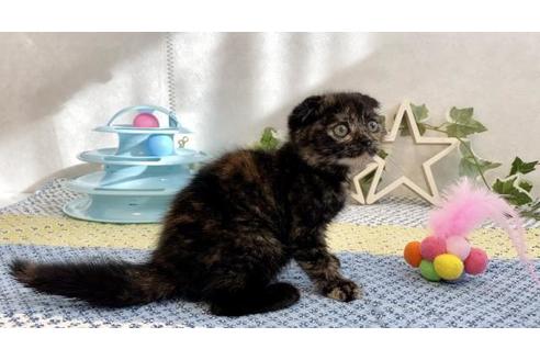 成約済の大阪府のスコティッシュフォールド-12862の6枚目