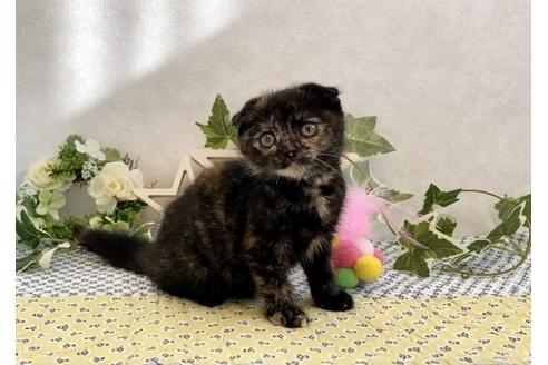 成約済の大阪府のスコティッシュフォールド-12862の4枚目