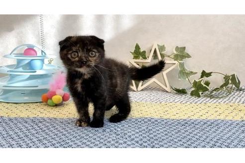 成約済の大阪府のスコティッシュフォールド-12862の3枚目