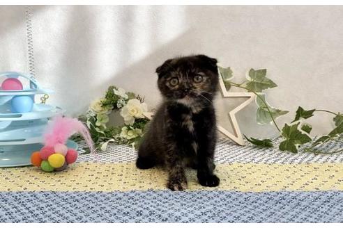 成約済の大阪府のスコティッシュフォールド-12862の2枚目