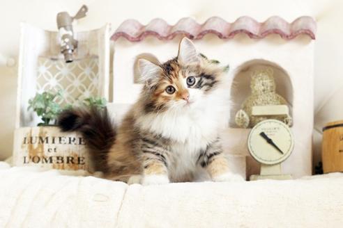 成約済の佐賀県のノルウェージャンフォレストキャット-12704