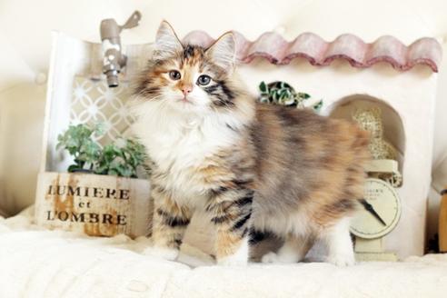 成約済の佐賀県のノルウェージャンフォレストキャット-12704の5枚目