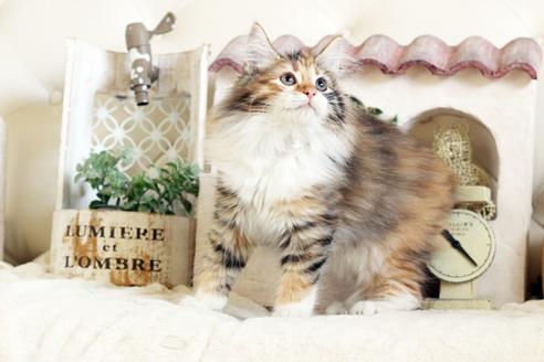 成約済の佐賀県のノルウェージャンフォレストキャット-12704の4枚目