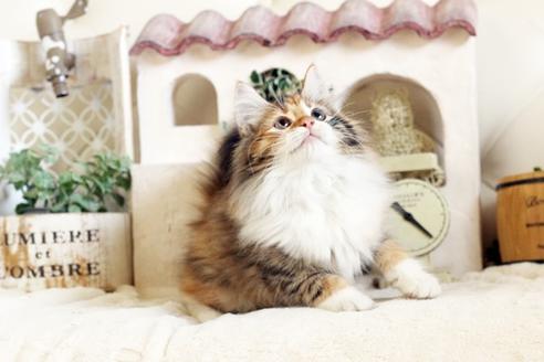 成約済の佐賀県のノルウェージャンフォレストキャット-12704の3枚目