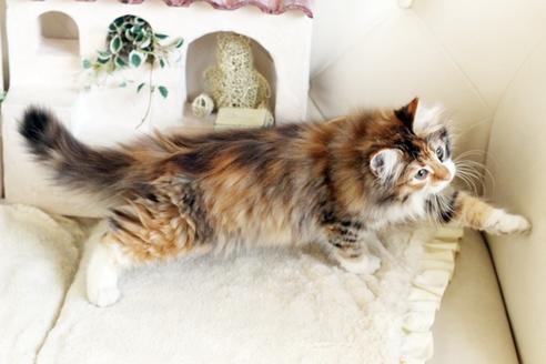 成約済の佐賀県のノルウェージャンフォレストキャット-12704の2枚目