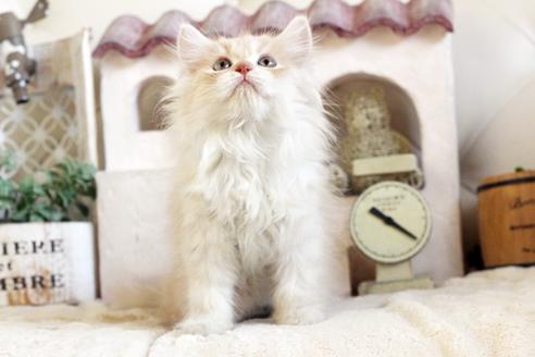 成約済の佐賀県のスコティッシュフォールド-12707の1枚目