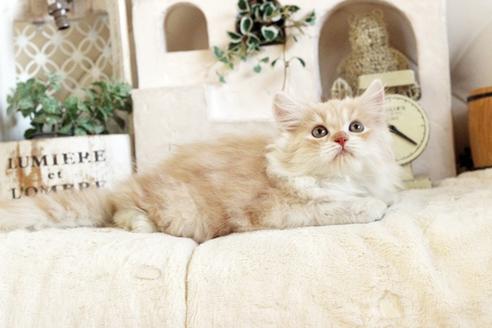 成約済の佐賀県のスコティッシュフォールド-12707の5枚目