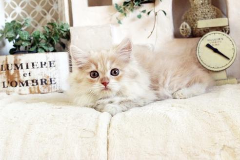 成約済の佐賀県のスコティッシュフォールド-12707の3枚目