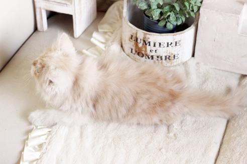 成約済の佐賀県のスコティッシュフォールド-12707の2枚目