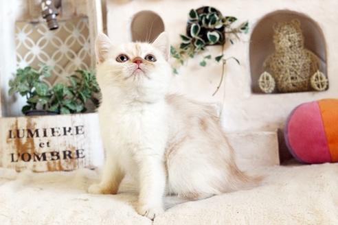 成約済の佐賀県のスコティッシュフォールド-12708の1枚目