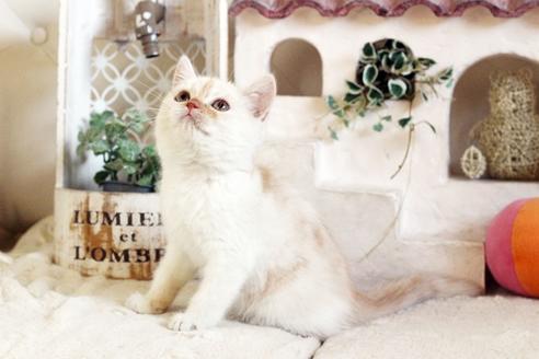 成約済の佐賀県のスコティッシュフォールド-12708の5枚目