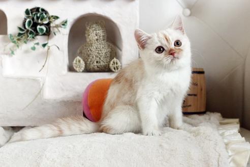 成約済の佐賀県のスコティッシュフォールド-12708の3枚目