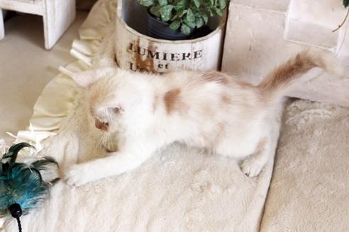 成約済の佐賀県のスコティッシュフォールド-12708の2枚目