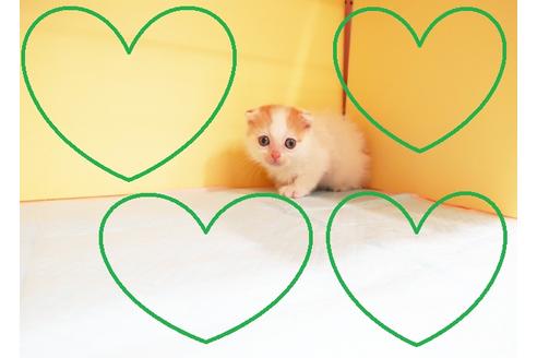 成約済の東京都のスコティッシュフォールド-12898の2枚目