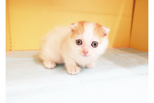 成約済の東京都のスコティッシュフォールド-12898の1枚目