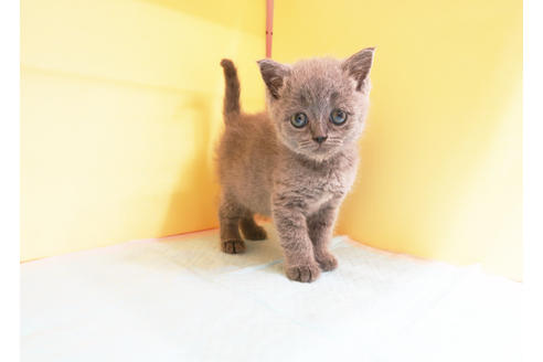 成約済の東京都のブリティッシュショートヘア-12899の2枚目