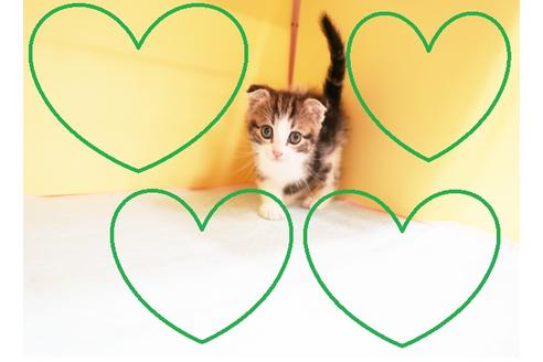 成約済の東京都のスコティッシュフォールド-12900の1枚目