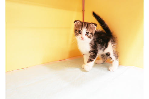 成約済の東京都のスコティッシュフォールド-12900の2枚目