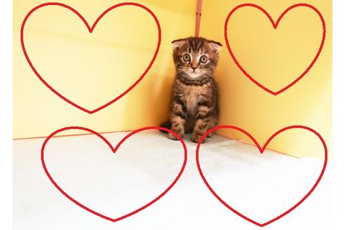 成約済の東京都のスコティッシュフォールド-12901