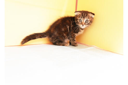 成約済の東京都のスコティッシュフォールド-12901の2枚目