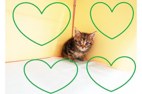 成約済の東京都のアメリカンショートヘア-12904