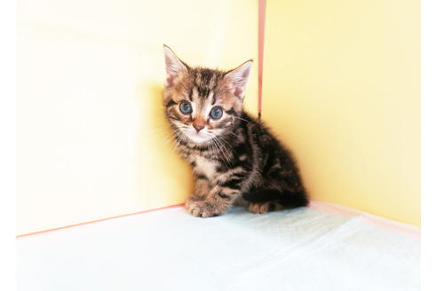 成約済の東京都のアメリカンショートヘア-12904の2枚目