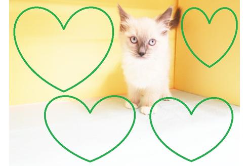 成約済の東京都のラグドール-12905の1枚目