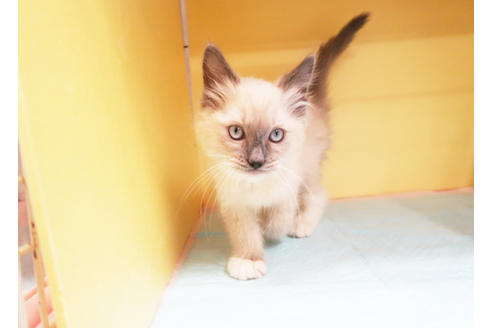 成約済の東京都のラグドール-12905の2枚目