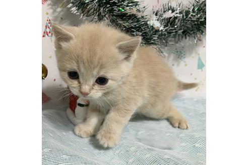 成約済の埼玉県のスコティッシュフォールド-12817の32枚目