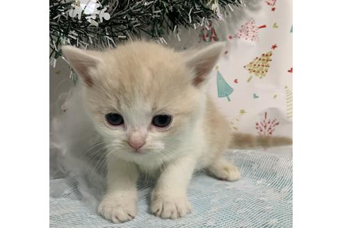 成約済の埼玉県のスコティッシュフォールド-12818の12枚目