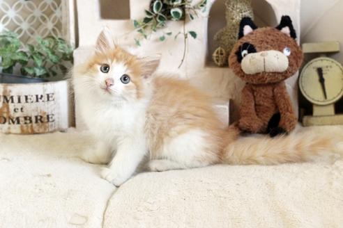 成約済の佐賀県のノルウェージャンフォレストキャット-12739