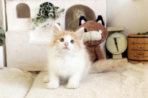 成約済の佐賀県のノルウェージャンフォレストキャット-12739の5枚目