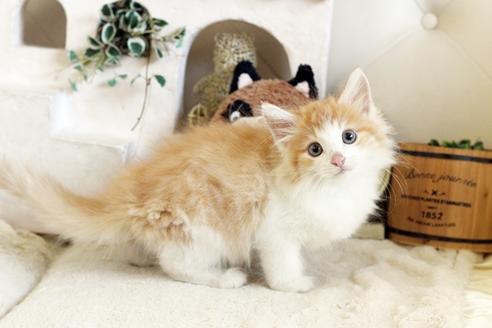 成約済の佐賀県のノルウェージャンフォレストキャット-12739の4枚目