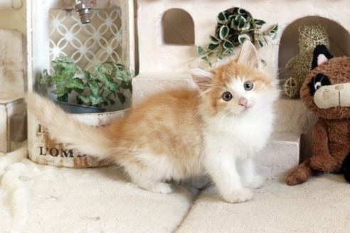 成約済の佐賀県のノルウェージャンフォレストキャット-12739の3枚目