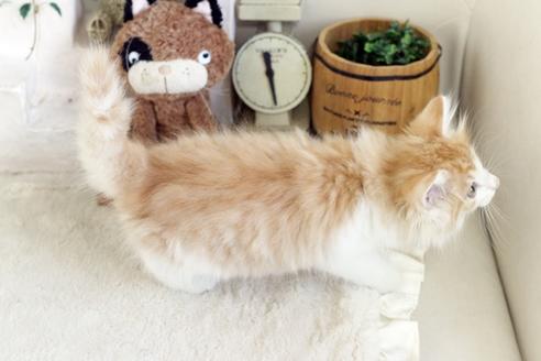 成約済の佐賀県のノルウェージャンフォレストキャット-12739の2枚目