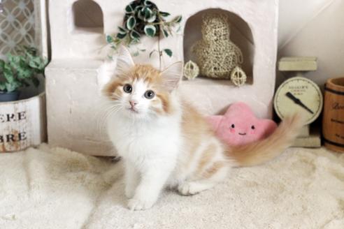 成約済の佐賀県のノルウェージャンフォレストキャット-12740