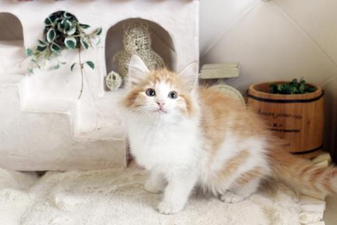 成約済の佐賀県のノルウェージャンフォレストキャット-12740の5枚目