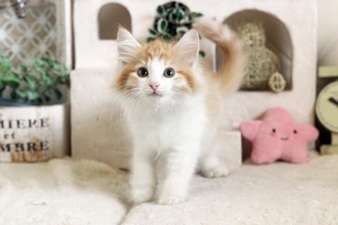 成約済の佐賀県のノルウェージャンフォレストキャット-12740の4枚目