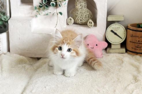 成約済の佐賀県のノルウェージャンフォレストキャット-12740の3枚目