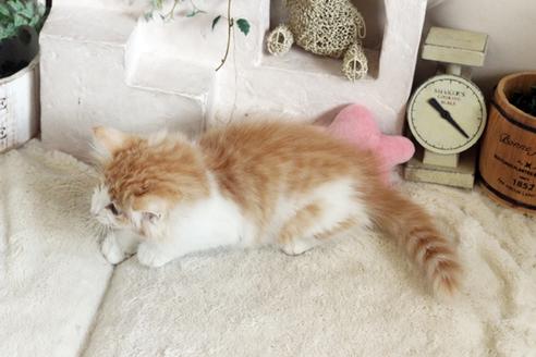 成約済の佐賀県のノルウェージャンフォレストキャット-12740の2枚目