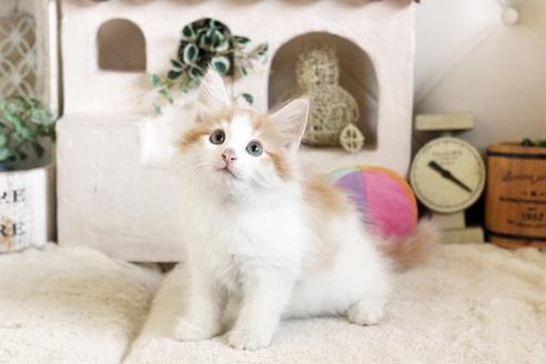 成約済の佐賀県のノルウェージャンフォレストキャット-12741の1枚目