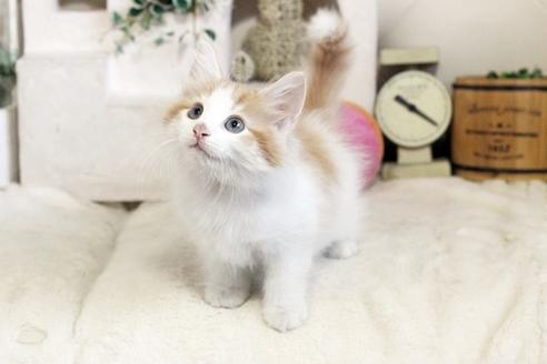 成約済の佐賀県のノルウェージャンフォレストキャット-12741の5枚目