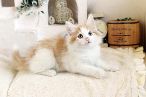 成約済の佐賀県のノルウェージャンフォレストキャット-12741の4枚目