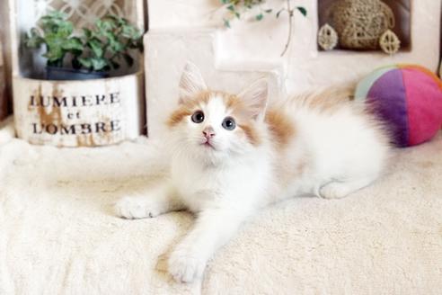 成約済の佐賀県のノルウェージャンフォレストキャット-12741の3枚目