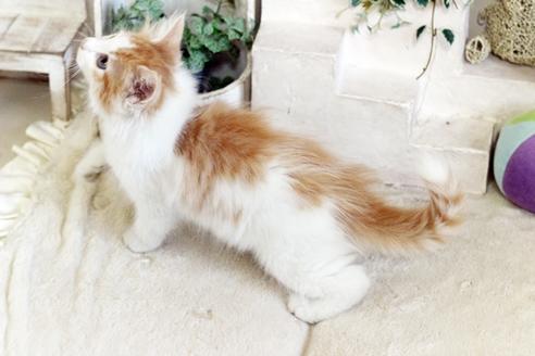 成約済の佐賀県のノルウェージャンフォレストキャット-12741の2枚目