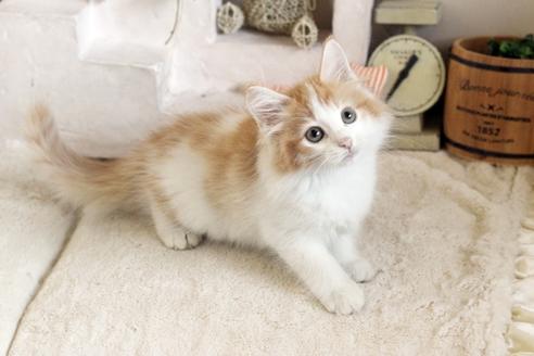 成約済の佐賀県のノルウェージャンフォレストキャット-12742の1枚目