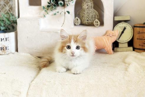 成約済の佐賀県のノルウェージャンフォレストキャット-12742の5枚目